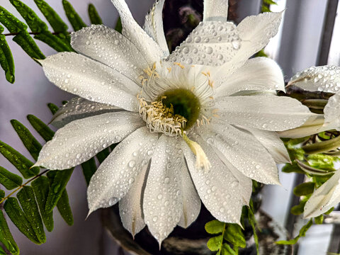 仙人棒花心特写