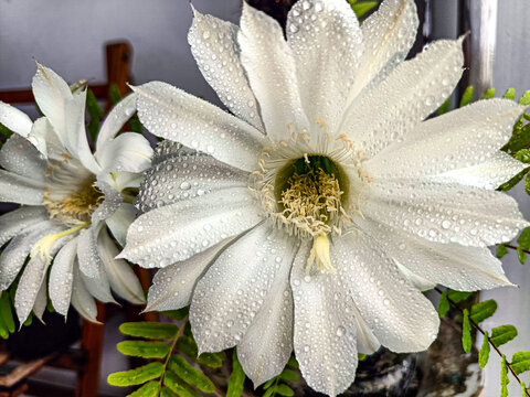 仙人棒花心特写