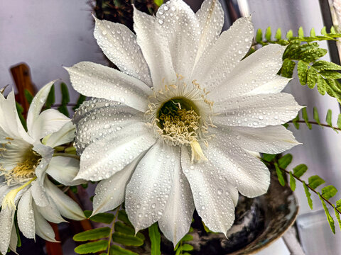 仙人棒花心特写