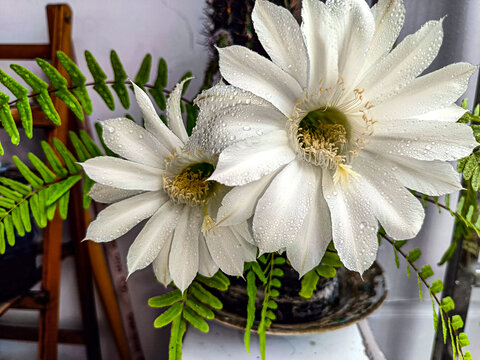 仙人棒开花