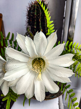 仙人棒开花