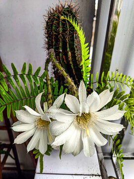 仙人棒开花