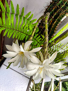 仙人棒开花