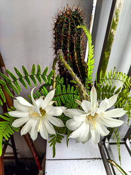 仙人棒开花