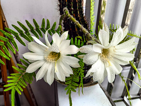 仙人棒开花