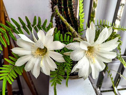 仙人棒开花