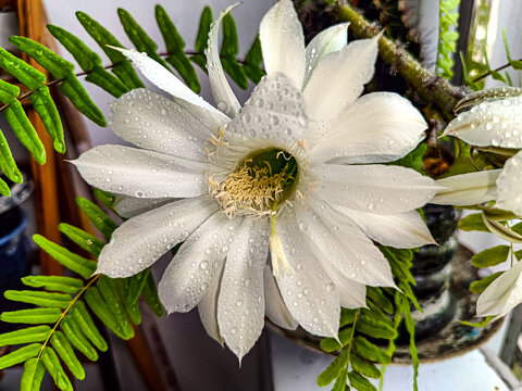 仙人棒开花