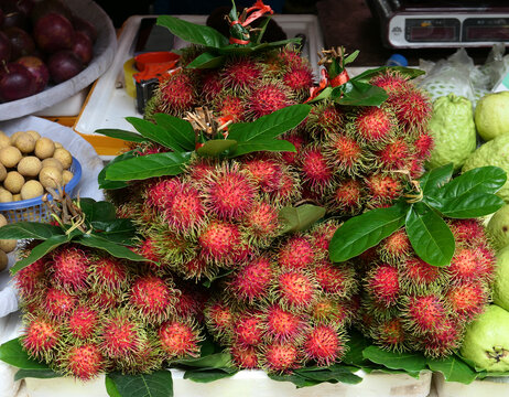 红毛丹