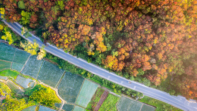 秋色红叶公路