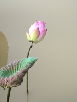 意境荷花