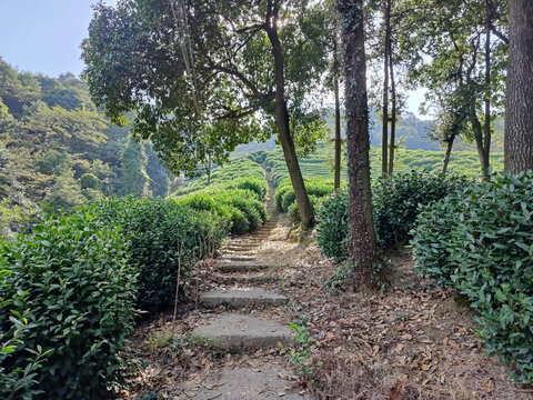 西湖龙井山园十里琅珰爬山