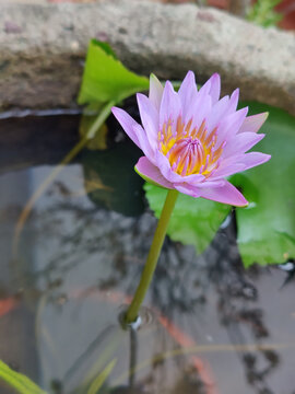 石缸紫莲花盛开