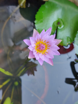 石缸紫莲花盛开