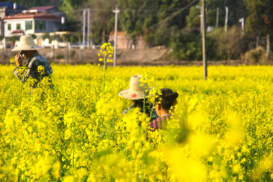 油菜花游客