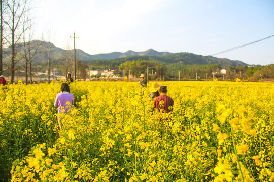 油菜花海