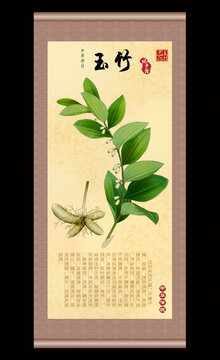 玉竹插画