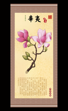 辛夷插画