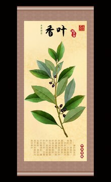 香叶插画