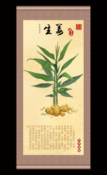 生姜插画