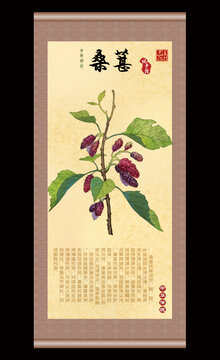 桑葚插画