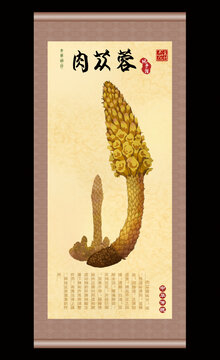 肉苁蓉插画