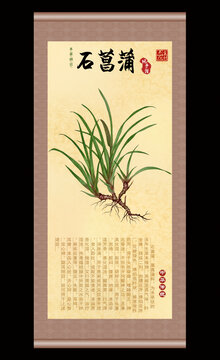 石菖蒲插画