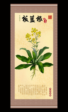 板蓝根插画