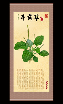 车前草插画