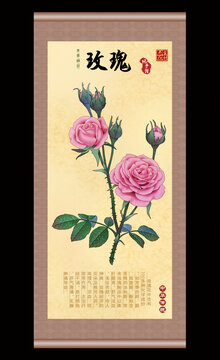 玫瑰插画