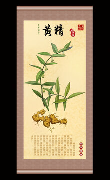 黄精插画