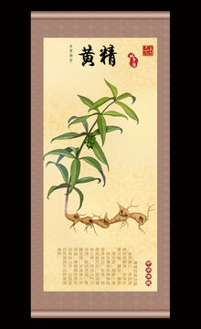 黄精插画