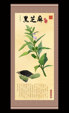 黑芝麻插画