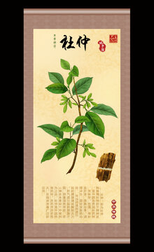 杜仲插画