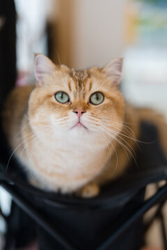 猫咪金渐层