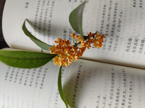 书中桂花香中秋团圆