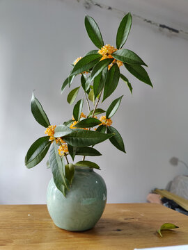 桂花丹桂插花小品艺术中秋