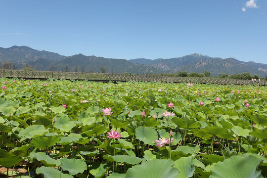 野鸭湖