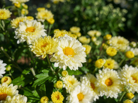 菊花