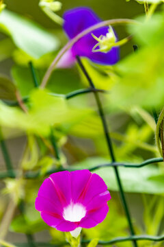 紫色牵牛花