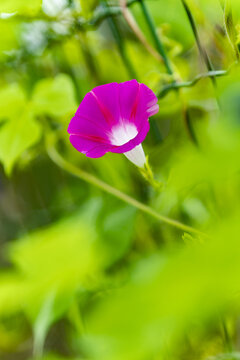 牵牛花