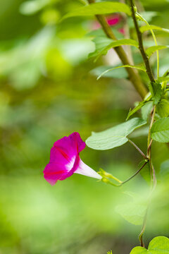 牵牛花