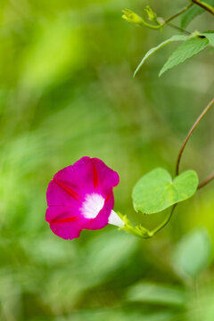 牵牛花