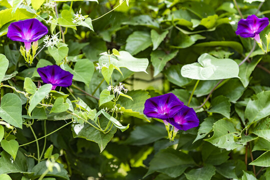 紫色牵牛花