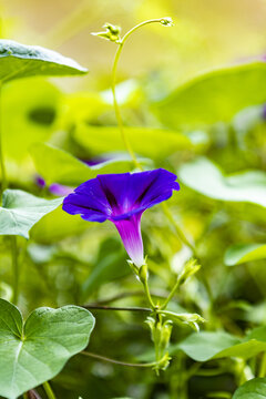 紫色牵牛花