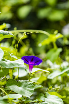 牵牛花花草