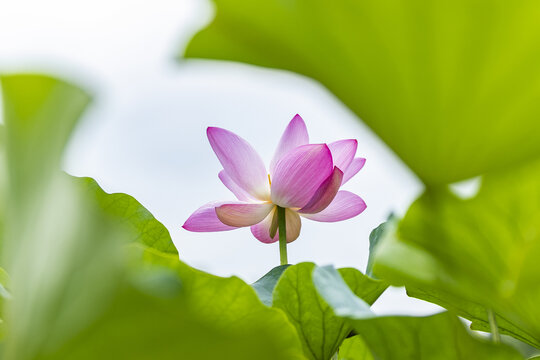 赏荷