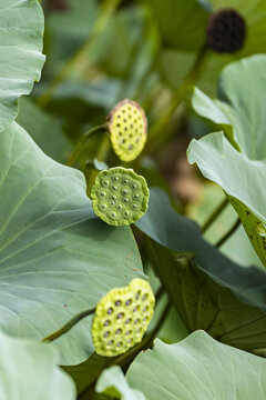 夏荷