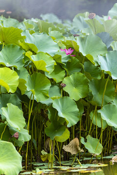 荷花池