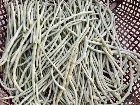 长豆角特写