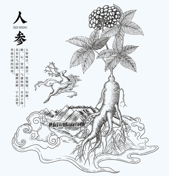 人参